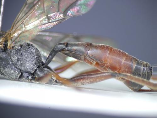 Réf. 189 104 : Hyposoter sp.